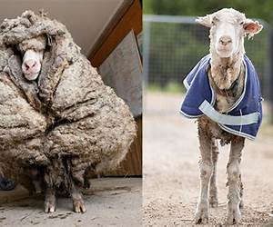 New Fleece on Life: A Silo Story \u0026 Lacuna Crossover