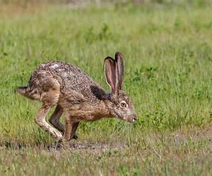 New Jack Rabbit City: Starring The Chicago Hares