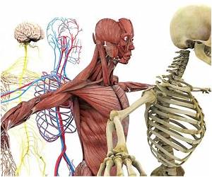 O que é corpo O que é corpo