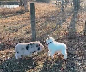 'Of Pipers and Pigs' 'Of Pipers and Pigs'