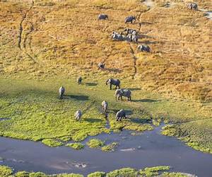 Okavango: Beware the Ultimate Cure
