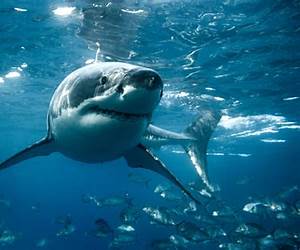 One Shark, No Swim (Niuhi Shark Saga, #2)