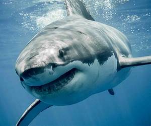 One Shark, No Swim (Niuhi Shark Saga, #2) One Shark, No Swim (Niuhi Shark Saga, #2)