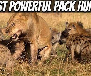 Pack Hunters (The Trust Casefiles) Pack Hunters (The Trust Casefiles)