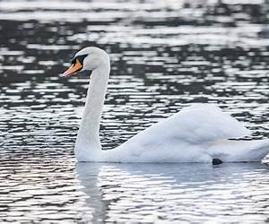 Part Swan, Part Goose: An Uncommon Memoir of Womanhood, Work, and Family Part Swan, Part Goose: An Uncommon Memoir of Womanhood, Work, and Family