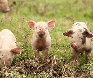 Pig and Small