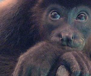 Primates in Fragments: Complexity and Resilience (Developments in Primatology: Progress and Prospects)