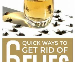Quick With Flies