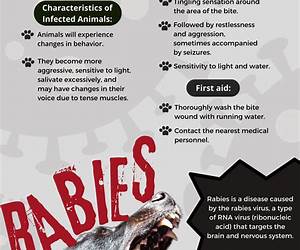 Rabies by Jaws Porcine