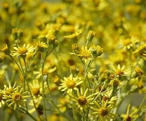 Ragworts Ragworts