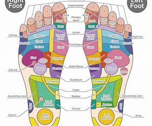 Reflexology: Basics of the Middle Way Reflexology: Basics of the Middle Way