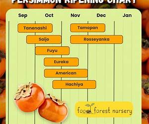 Ripening Time: Inside Stories for Aging with Grace Ripening Time: Inside Stories for Aging with Grace