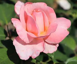 Rose at the Second Sight