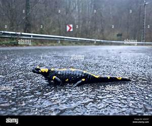 Salamander Crossing