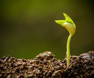 Seed Starting: The First Step to Gardening