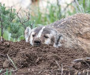 Sleeping Badger (Animal Fairy Tales)