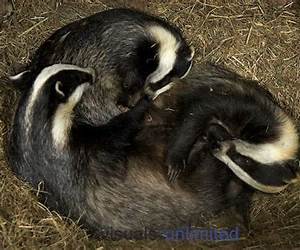 Sleeping Badger (Animal Fairy Tales)