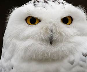 Snow Owl