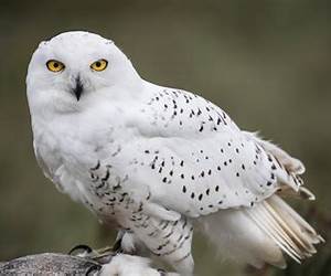 Snow Owl Snow Owl