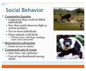 Social Behaviour in Animals (Psychology Revivals): With Special Reference to Vertebrates