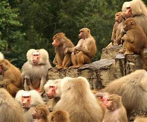 Social Behaviour in Animals (Psychology Revivals): With Special Reference to Vertebrates Social Behaviour in Animals (Psychology Revivals): With Special Reference to Vertebrates