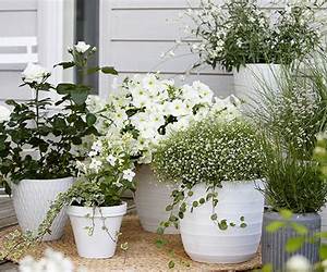Sommarens blommor Sommarens blommor