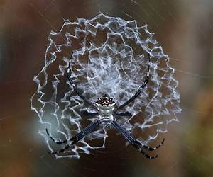 Spiders Web