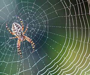 Spiders Web Spiders Web