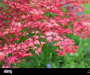 Spring Leaves (Orgasmic Texas Dawn, #8)