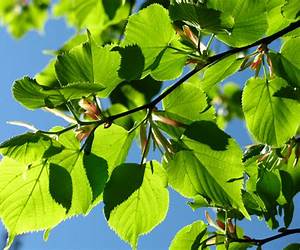 Spring Leaves (Orgasmic Texas Dawn, #8) Spring Leaves (Orgasmic Texas Dawn, #8)