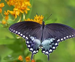 Swallowtail