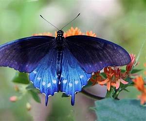 Swallowtail Swallowtail