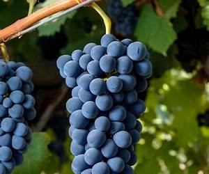 Syrah (All Corked Up, #1)