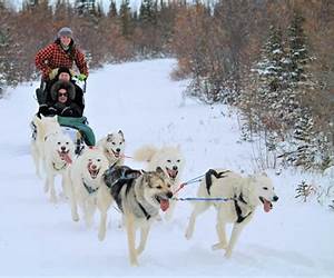 Taco the Sled Dog Taco the Sled Dog
