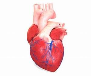 The 360 Degree Heart