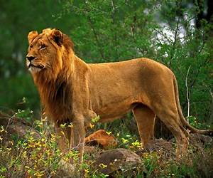 The Amazing Animals: 23 of the Largest Animals in the World, Fun Facts \u0026 Photos