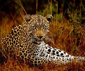 The Amazing Animals: 23 of the Largest Animals in the World, Fun Facts \u0026 Photos