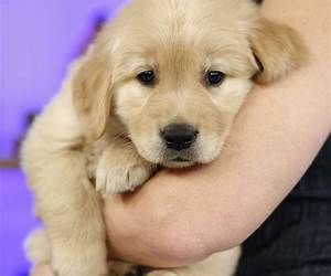 The Cutest Puppies Ever
