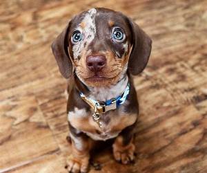 The Cutest Puppies Ever