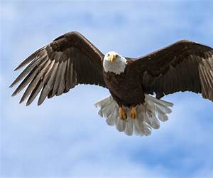 The Eagles Wing