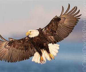 The Eagles Wing