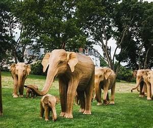 The Elephants