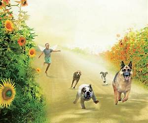 The Heaven of Animals