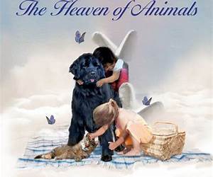 The Heaven of Animals The Heaven of Animals