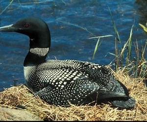 The Lake Where Loon Lives