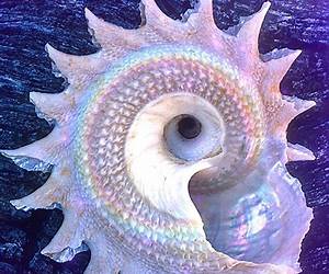 The Magic Sea Shell