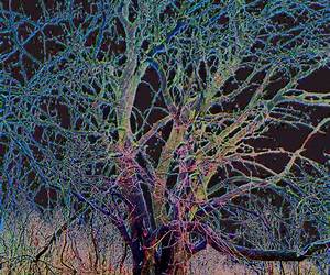 The Widow Tree The Widow Tree