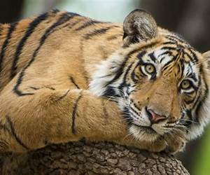 Tiger's Obsession (Tiger's Obsession, #1)