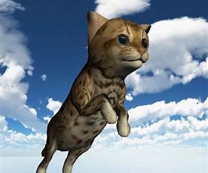 Toby the Flying Cat