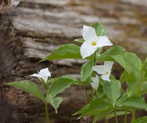 Trillium #3 Trillium #3